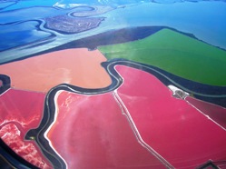 Modern Haloarchaea live in hypersaline lakes, as here in San Francisco Bay. Their cells contain carotenoid pigments, presumably for UV protection, which explain the rich colours.